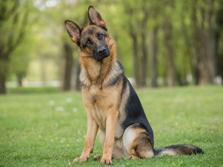 Attentive German Shepherd sitting on grass with head tilted