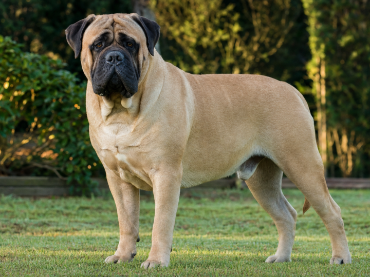 Adult fawn Bullmastiff with a black mask standing on grass