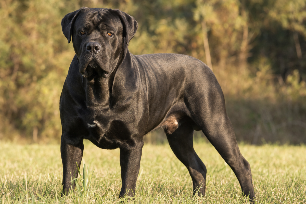 A muscular black Cane Corso standing alert on grass