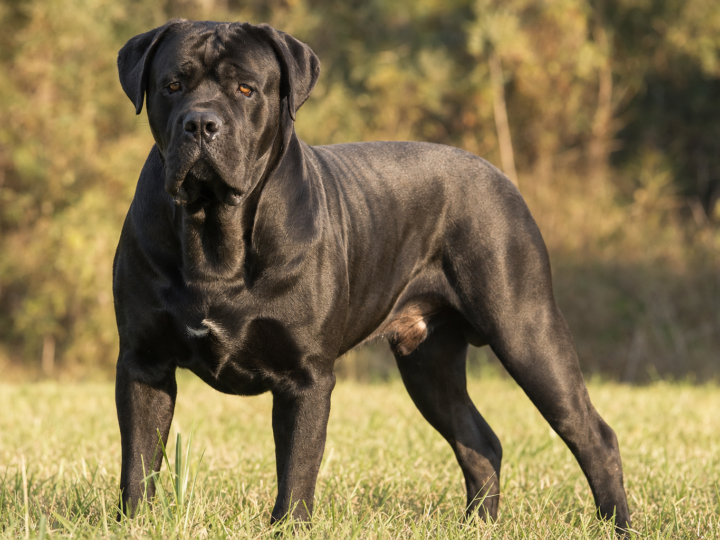 How Big Will My Cane Corso Get