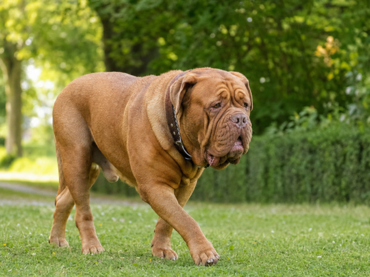 Adult fawn Dogue de Bordeaux with a heavy wrinkled head walking across a grass lawn in a park
