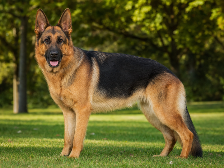 German Shepherd Growth Chart By Month