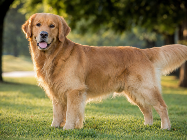 Adult Golden Retriever standing on grass in morning light