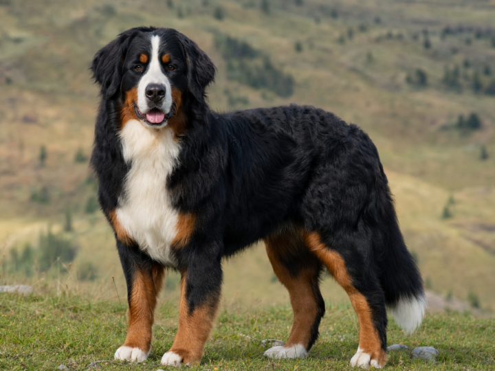 Young adult Bernese Mountain Dog standing on an alpine meadow