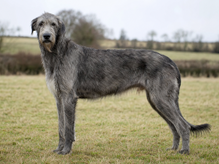Adult grey Irish Wolfhound standing in a field showing its tall shaggy coated frame