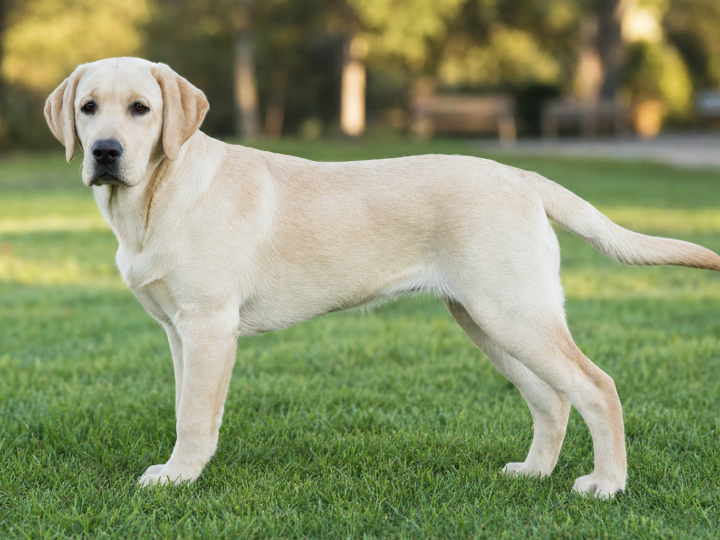 Lean yellow Labrador Retriever puppy standing in profile on grass
