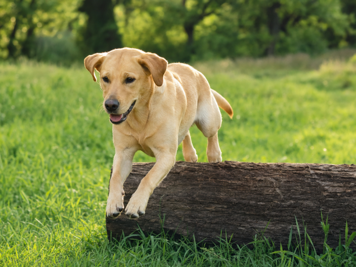 Yellow Labrador Retriever leaping over a low fallen log on green grass
