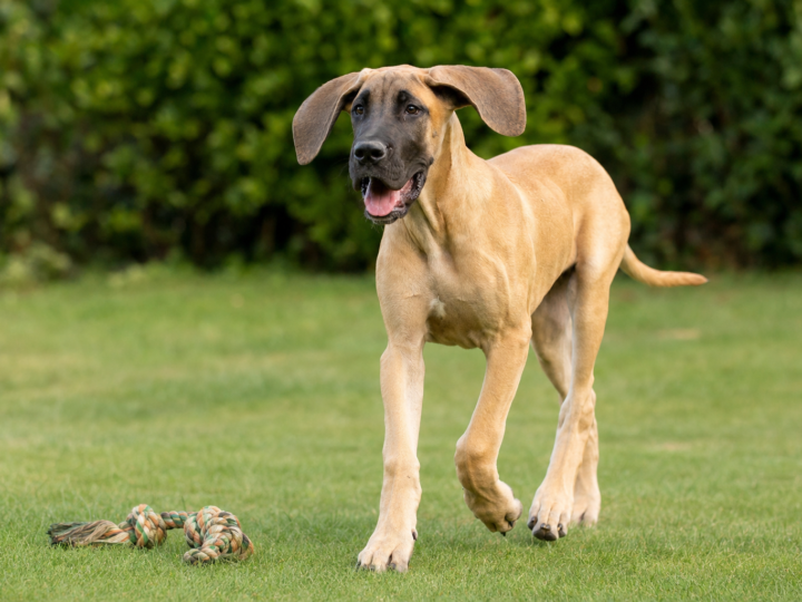 Fawn Great Dane puppy with a black mask trotting across a grass lawn beside a knotted rope toy
