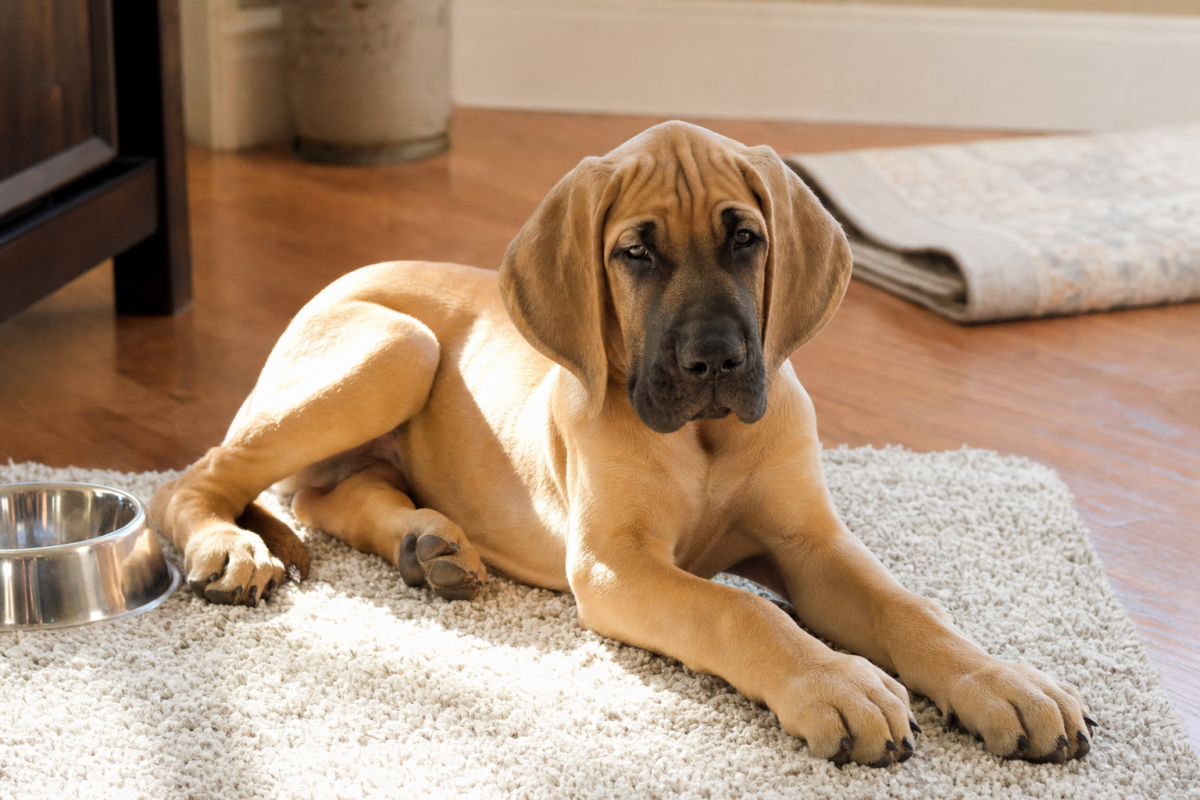 Fawn Great Dane puppy with oversized paws lying on a cream rug beside a steel food bowl