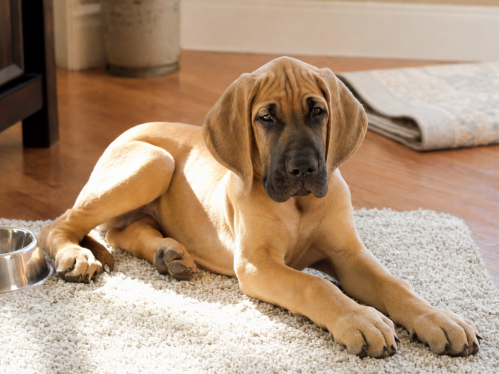 Fawn Great Dane puppy with oversized paws lying on a cream rug beside a steel food bowl