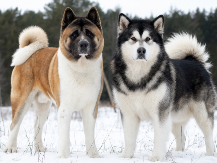 Red and white American Akita with a black mask standing beside a black and white Alaskan Malamute in a snowy meadow