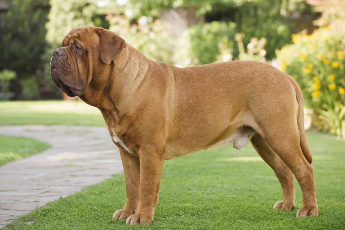 Mature fawn Dogue de Bordeaux standing in profile on a green lawn beside a stone garden path
