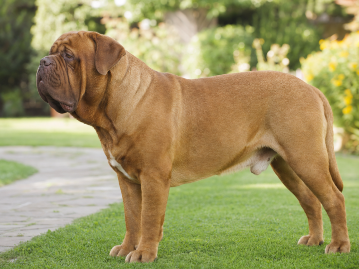 Mature fawn Dogue de Bordeaux standing in profile on a green lawn beside a stone garden path