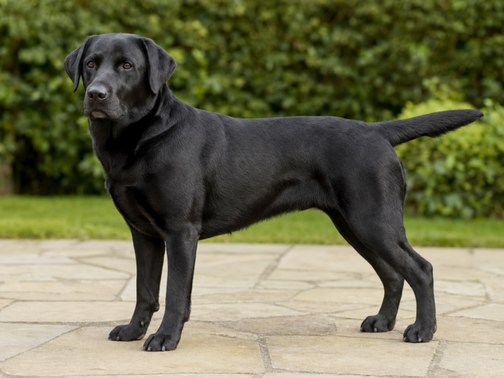 Lean adult black Labrador Retriever standing in side profile on a pale stone patio in front of a green hedge
