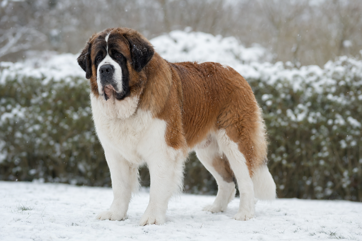Adult red and white Saint Bernard standing on fresh snow in front of a snow covered hedge
