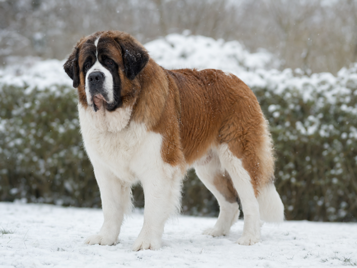 Adult red and white Saint Bernard standing on fresh snow in front of a snow covered hedge