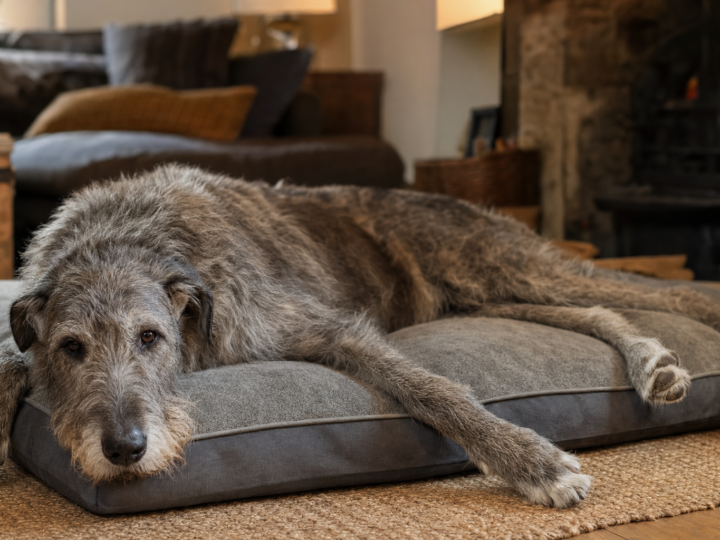 Senior grey Irish Wolfhound with a greying muzzle lying on a large orthopaedic dog bed at home