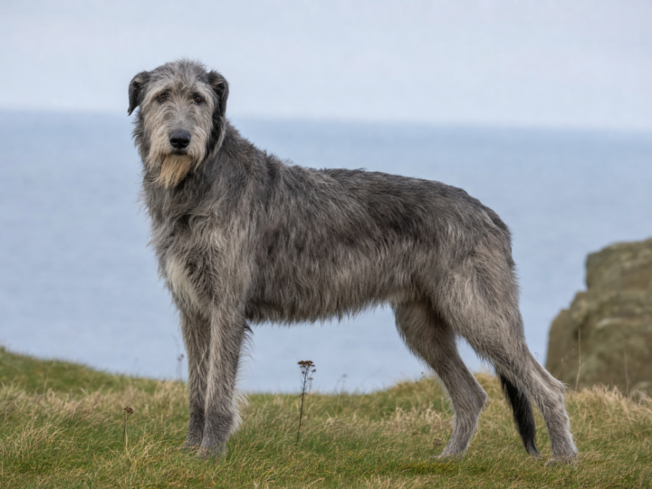 Adult grey Irish Wolfhound standing on a grassy coastal headland above the sea