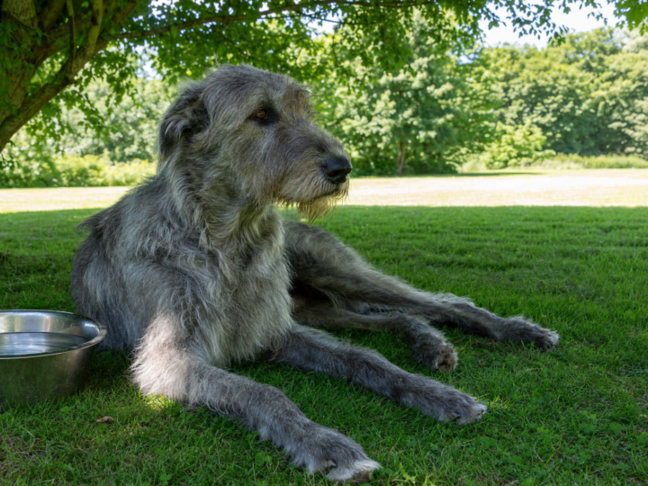 Adult grey rough coated Irish Wolfhound lying in tree shade on green grass beside a large stainless steel bowl of water