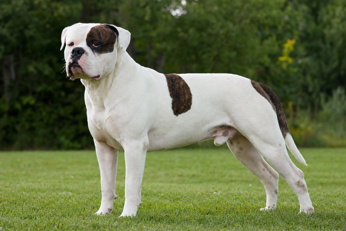 Adult white American Bulldog with brindle patches standing in profile on a green grass lawn