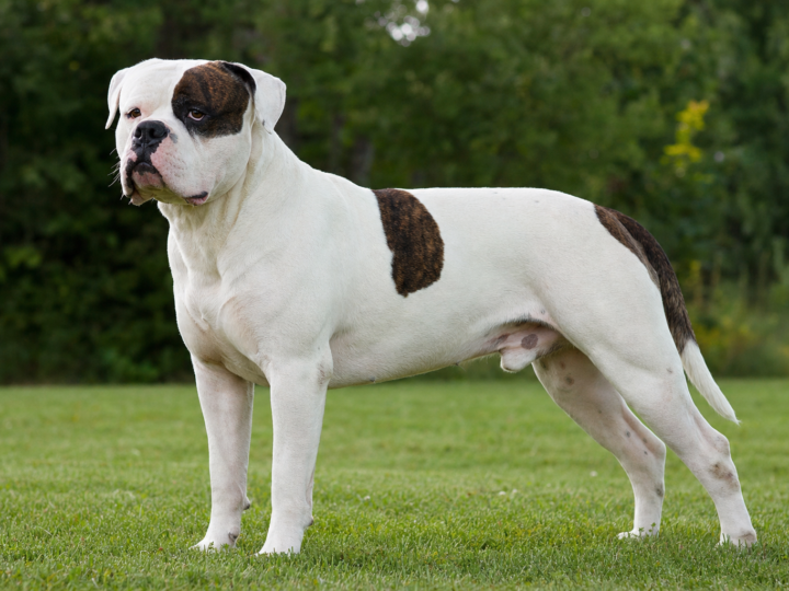Adult white American Bulldog with brindle patches standing in profile on a green grass lawn