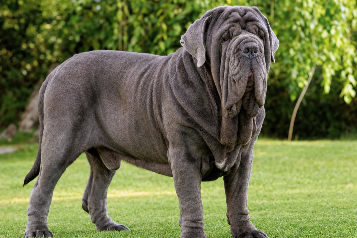 Massive grey blue Neapolitan Mastiff with heavy facial wrinkles and a deep dewlap standing on a green lawn