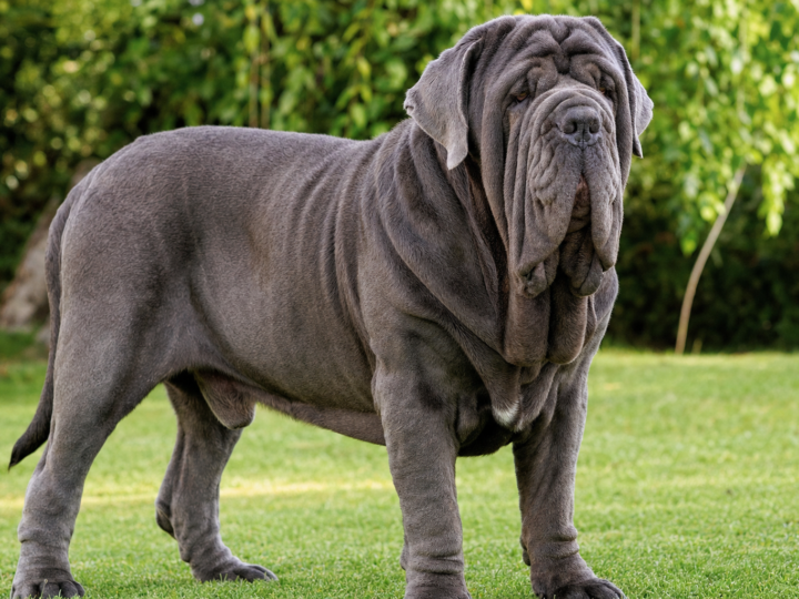 Massive grey blue Neapolitan Mastiff with heavy facial wrinkles and a deep dewlap standing on a green lawn