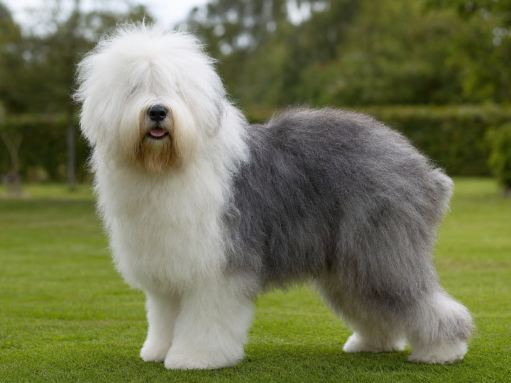 Adult Old English Sheepdog with a shaggy white and grey blue coat standing on a green grass lawn