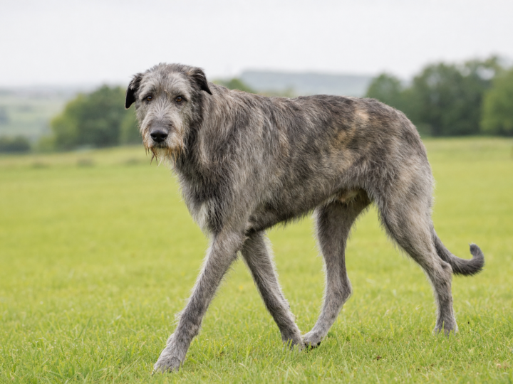 Adult grey brindle Irish Wolfhound walking across an open green grass meadow