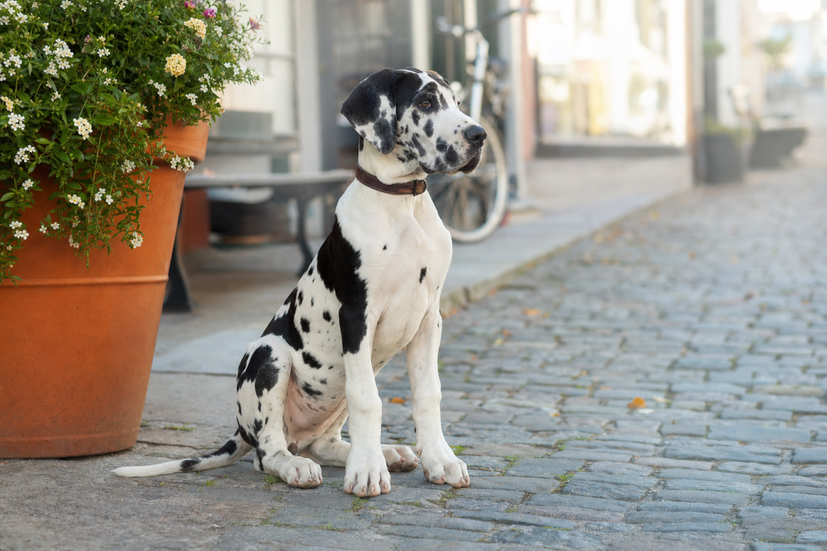 Harlequin Great Dane puppy sitting on a cobblestone town sidewalk beside a terracotta flower planter