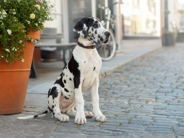 Harlequin Great Dane puppy sitting on a cobblestone town sidewalk beside a terracotta flower planter