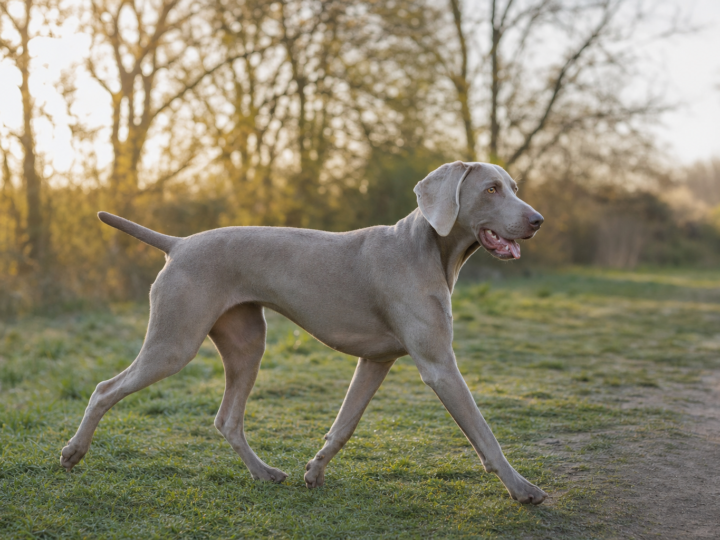 Adult silver grey Weimaraner with long drop ears trotting on green grass beside a dirt trail in early morning light