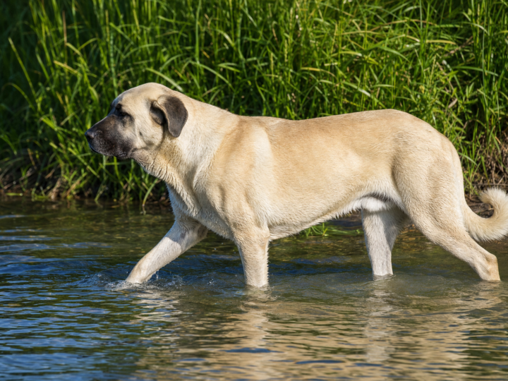 Adult fawn Anatolian Shepherd with a black mask wading through shallow lake water beside tall green reeds
