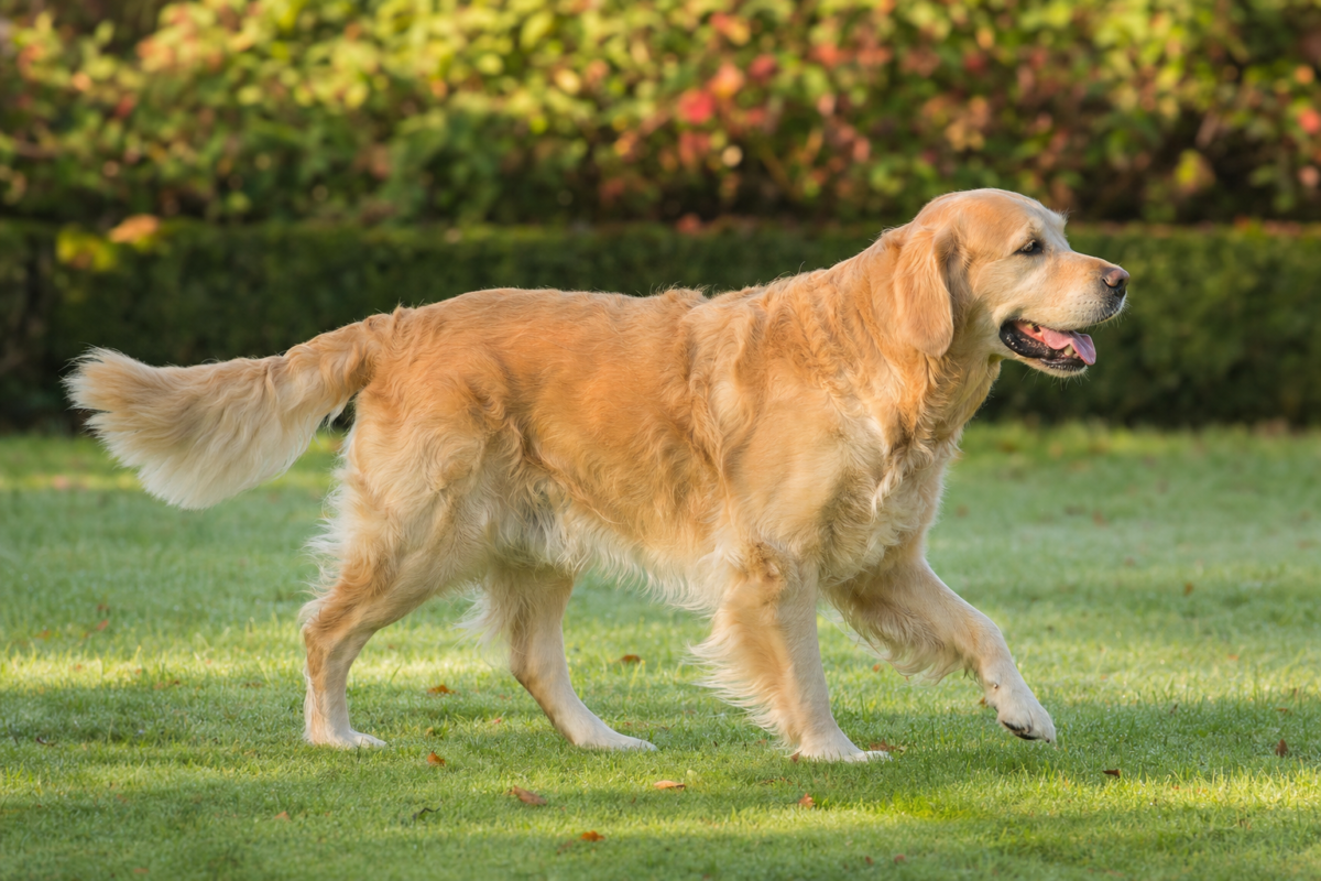 Adult Golden Retriever with a wavy cream coat trotting across a green garden lawn in front of a clipped hedge