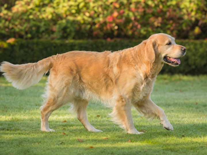 Adult Golden Retriever with a wavy cream coat trotting across a green garden lawn in front of a clipped hedge