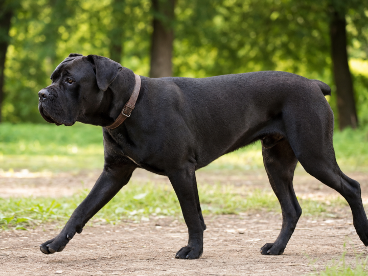 Adolescent black Cane Corso walking along a dirt path in a green park