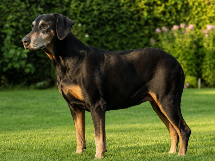 Senior Doberman Pinscher with a greying muzzle standing in profile on a green lawn beside a garden hedge