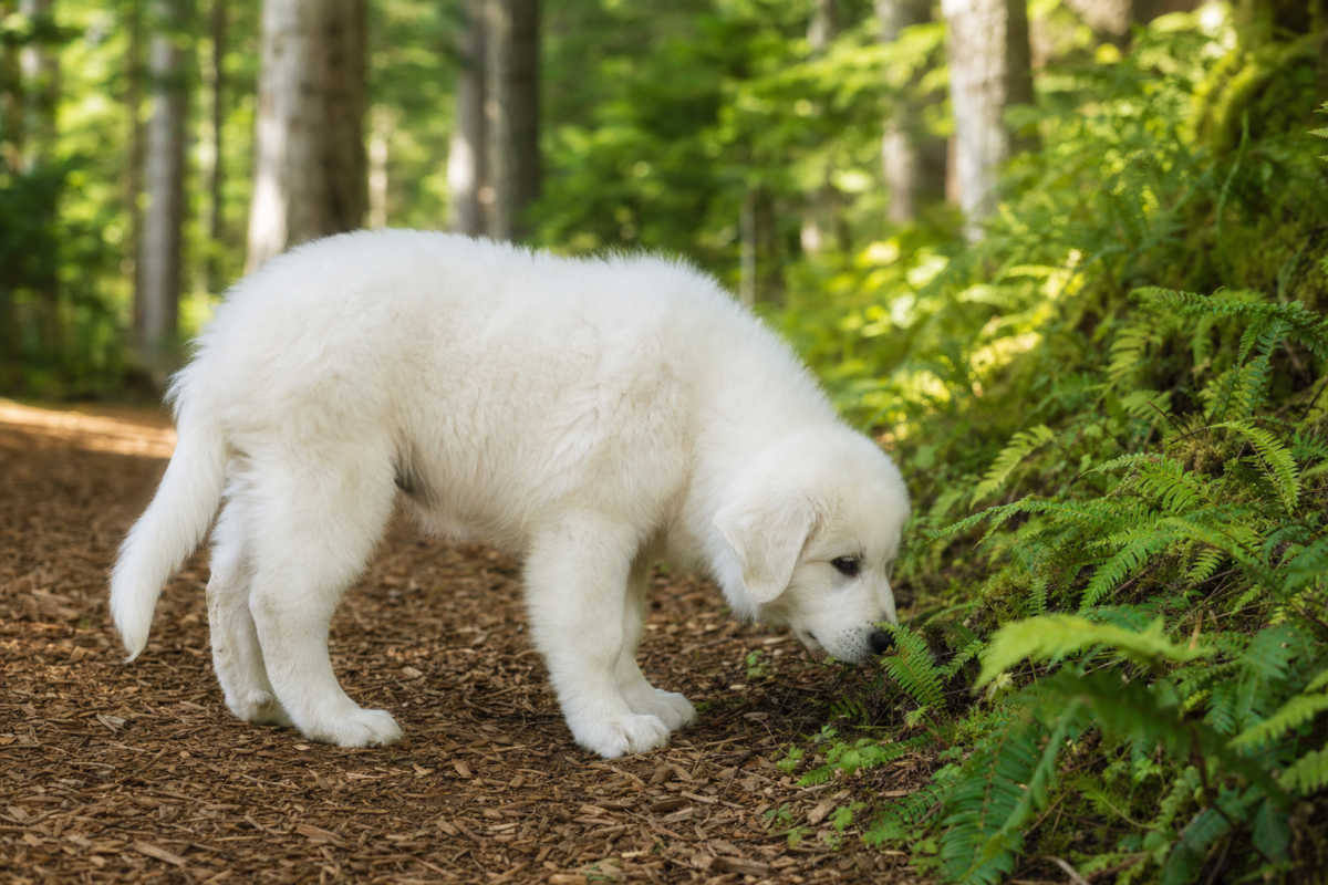 White Great Pyrenees puppy sniffing ferns beside a bark mulch woodland trail in soft morning light