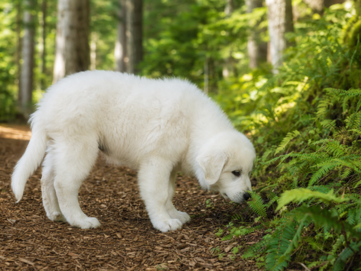 White Great Pyrenees puppy sniffing ferns beside a bark mulch woodland trail in soft morning light